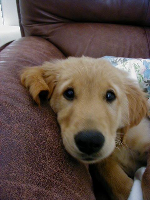 Look into my puppies eyes.....I order you to give me a bone...
